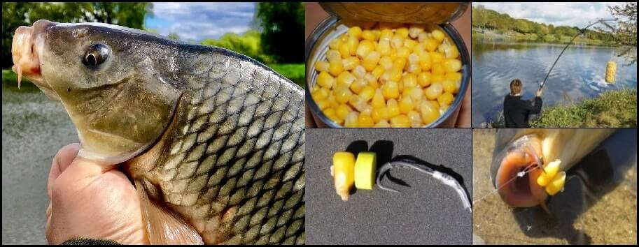 Как правильно надевать кукурузу на крючок для рыбалки