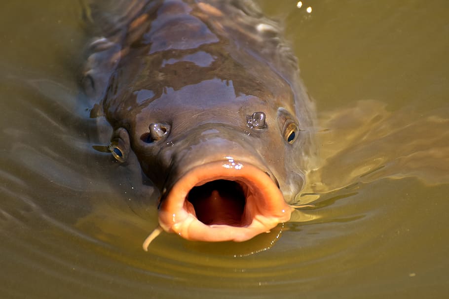 carp swim