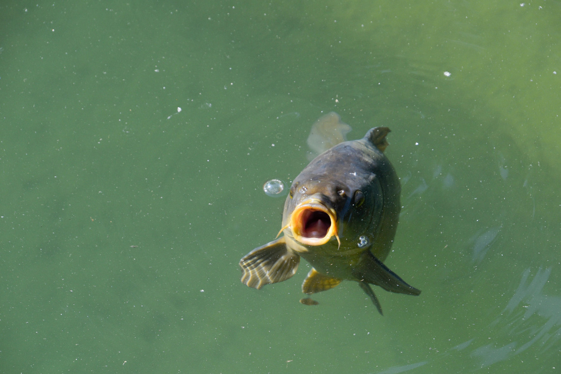 carp swim top water