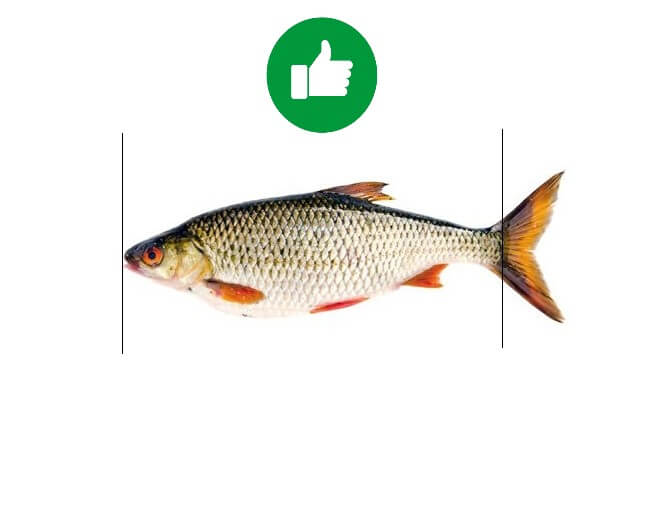 Правильний метод вимірювання риби