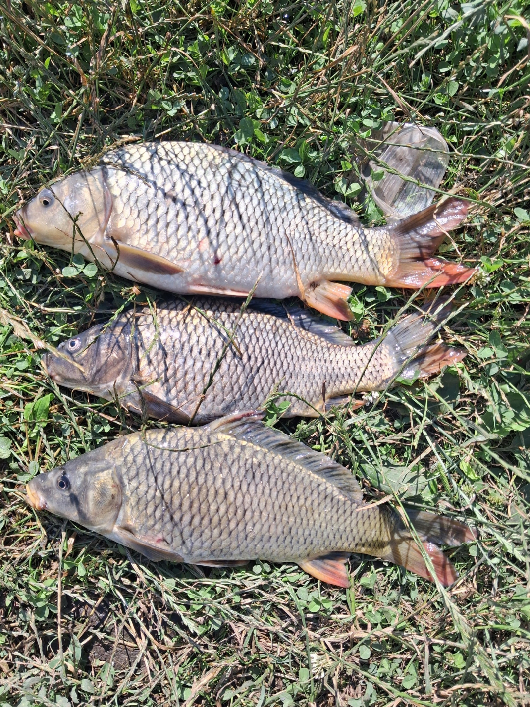 с.Липова Долина, водосховище Горький, зображення 1