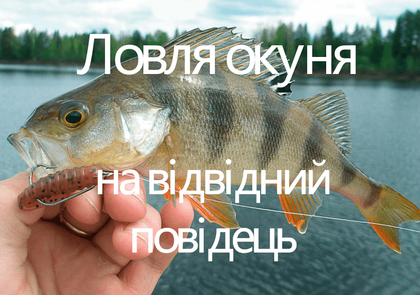 Ловля окуня на відвідний повідець