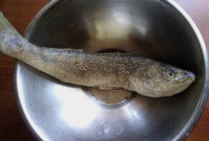 Fisch vorbereiten