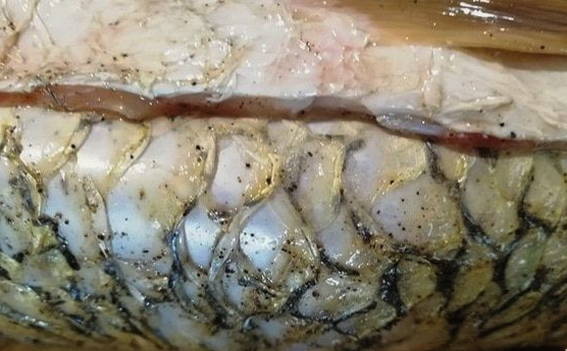 Cerramos la cavidad ventral