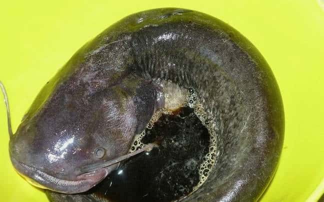 Marinamos el pescado
