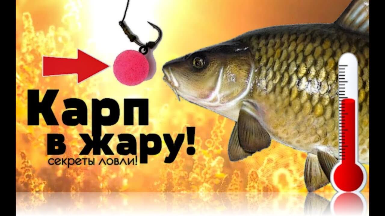Ловля карпа в Україні в спеку: особливості, снасті, наживки
