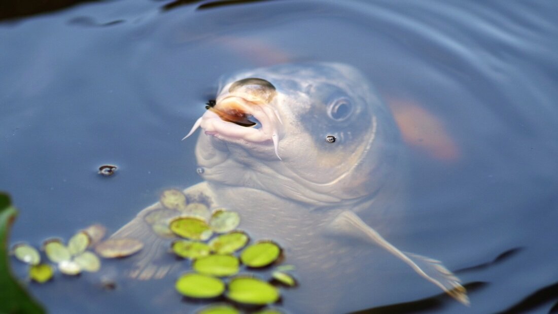 Conbeable Carps Common Carp: An Introduction to this Ubiquitous Fish | FisHub