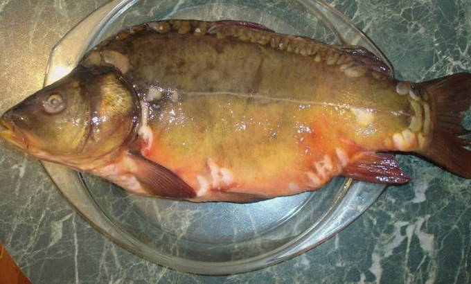 Чистимо коропа