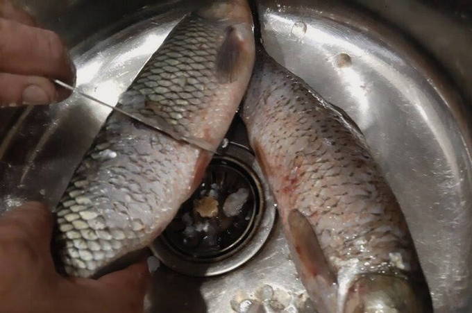 Limpiamos el pescado