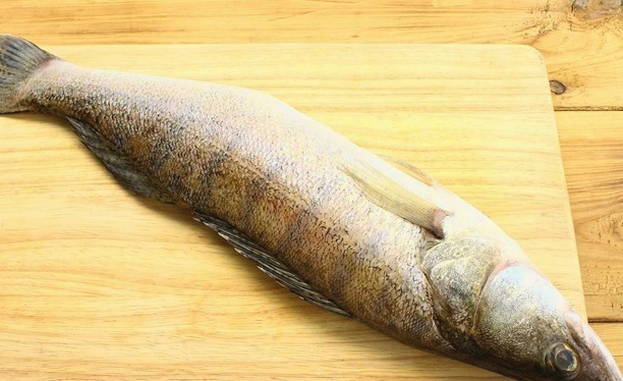 Cleaning the pike-perch