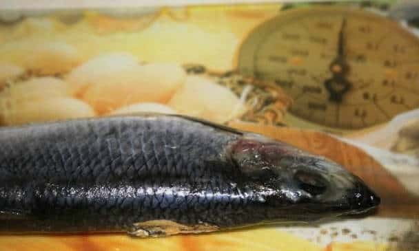 Préparer le poisson