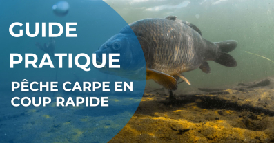 Pêche Carpe en Coup Rapide : Guide Pratique