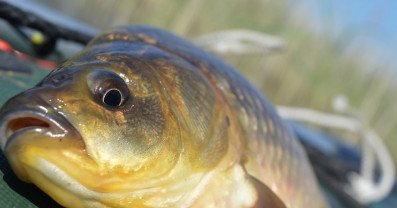 Pesca de carpa cruciana: características de la pesca, elección de aparejos y métodos de cebo
