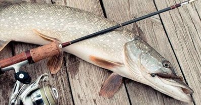 Lov štik na podzim - TOP 5 tipů pro efektivní rybolov