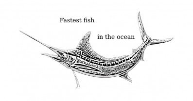 Fastest fish in the ocean: Black marlin