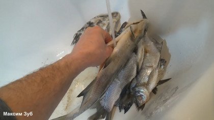 Reinigen Sie den Fisch vom Salz