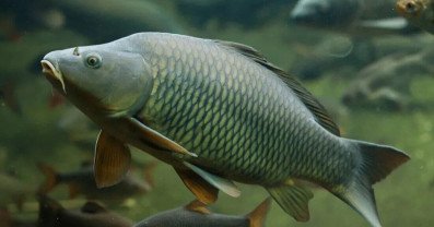 Common Carp Fishing: Tips and Techniques