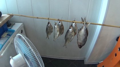 Drying fish