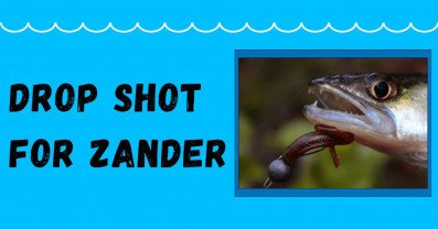 Drop shot for zander