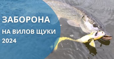 Заборона на вилов щуки 2024 в Україні