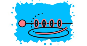 El nudo clinch