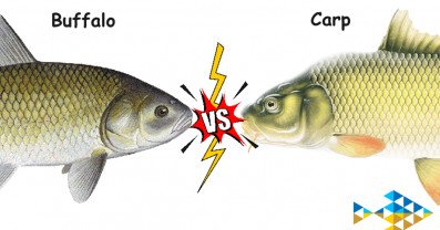 Buffalo Fish vs Carp: A Comprehensive Comparison