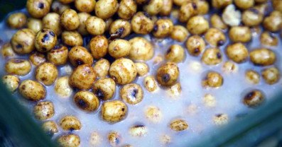 Tiger nuts for carp fishing