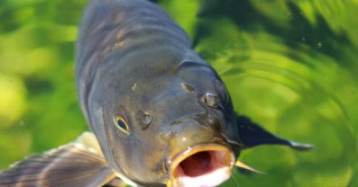 Карп - опис риби, снасті та його харчування