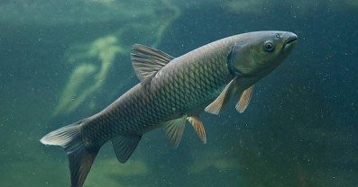 The Wonders of Grass Carp: A Guide to Understanding this Aquatic Species