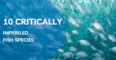 10 Critically Imperiled Fish Species