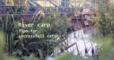 Fishing River Carp: Tips and Techniques