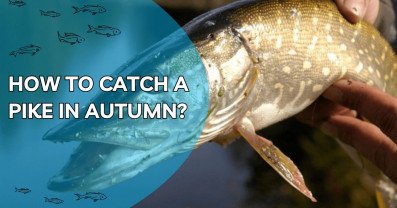How to catch a pike in autumn?